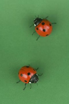 Thinkstock Images/Stockbyte/Getty Images