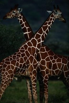 Difference Between Masai & Reticulated Giraffes | Animals - mom.me