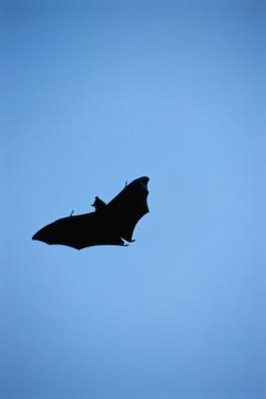 David De Lossy/Valueline/Getty Images