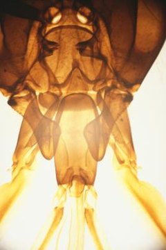 Duncan Smith/Digital Vision/Getty Images