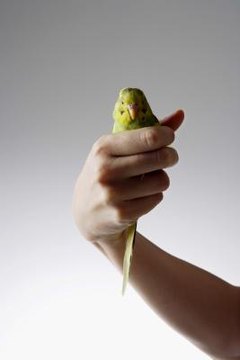 Jupiterimages/Goodshoot/Getty Images