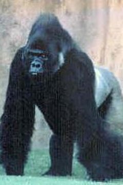 A silverback Western Gorilla