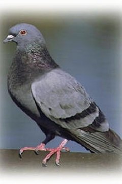 http://www.azwns.com/Pigeon%20Information.htm