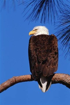 U.S. Department of the Interior