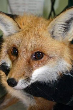www.yourspca.org