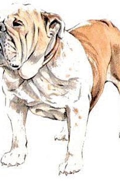English Bulldog from http://www.pdclipart.org