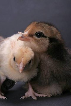 Jdgrant at Dreamstime.com