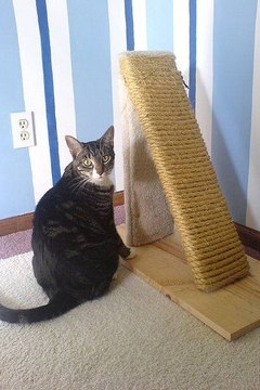 Natural Ways To Keep Cat From Scratching Couch Natural Ways To Keep Cat From Scratching Couch