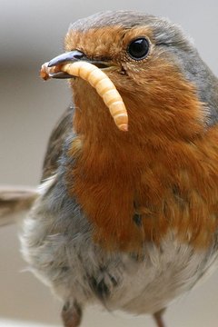 Philip Heron: wikimedia.org