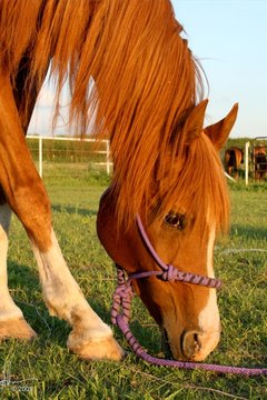 Ivermectin for goats lice