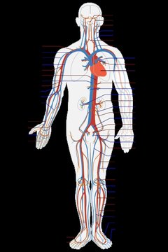 The Main Purpose of the Circulatory System | Sciencing