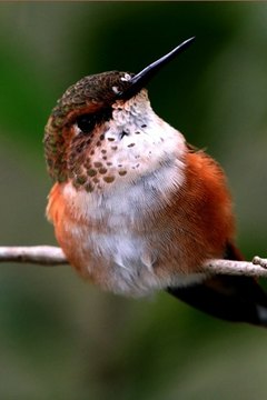 hummingbird lifespan
