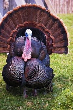 Host a turkey-themed potluck during Thanksgiving month.