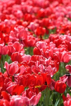 Tulips abound at the Boston Public Garden.