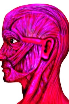 Starting your study with the head gives you a good point of orgin from which to begin.