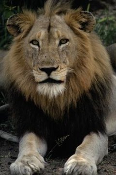 A lion needs loyal guards, good cooks and court jesters.