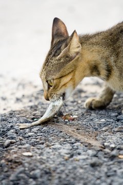 Eating cat image by Victor B from Fotolia.com