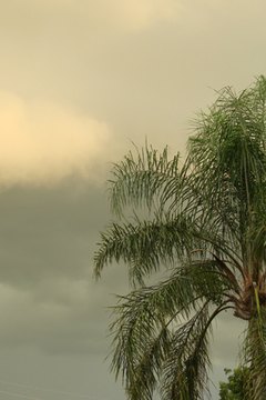 South Florida has a subtropical environment.