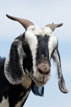 goat image by Dat from Fotolia.com