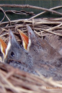 Chicks In Nest image by maureen dainty from Fotolia.com