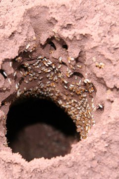 termites image by Christophe Fouquin from Fotolia.com