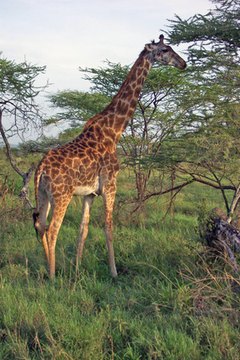 giraffe image by TheThirdMan from Fotolia.com