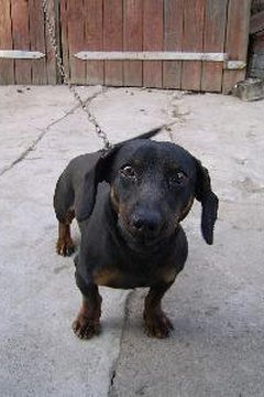 Dog of breed dachshund on a chain as a sentry dog image by Dzmitry Lameika from Fotolia.com
