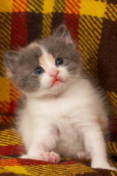 kitten image by AGphotographer from Fotolia.com