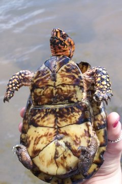 How To Identify Florida Land Turtles 