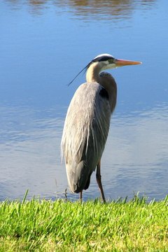 great blue heron image by Gary Truhlar from Fotolia.com