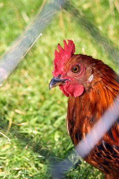 Chicken image by Jouke from Fotolia.com