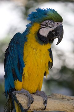 parrot image by Mariusz Blach from Fotolia.com