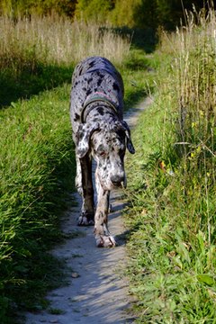 Great dane smelling flower image by velora from Fotolia.com