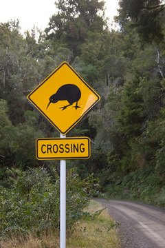 Kiwis are threatened due to habitat loss and predator introduction.