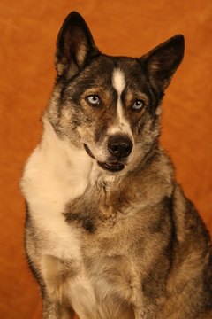 Combining words can result in a unique name for your pet.