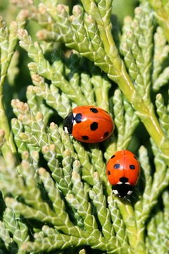ladybugs image by Alison Bowden from Fotolia.com