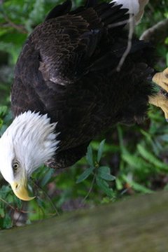 eagle,bald eagle,bird,animal,nature,lowrey park,fl image by Earl Robbins from Fotolia.com