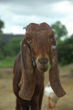 long eared goat image by fotomagic from Fotolia.com