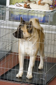 dog in a cage image by igor kisselev from Fotolia.com