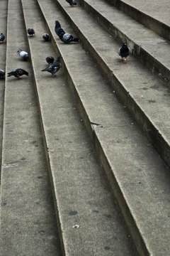 Pigeons make a louder coo when danger is nearby.