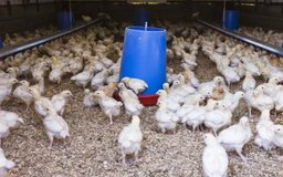 Jupiterimages/BananaStock/Getty Images Muchos lugares de producción de gallinas están o muy llenos o muy vacíos, lo que significa que el lugar está vacío después de la salida de cada grupo de aves.