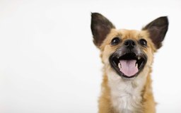 Cyclophosphamide For Dogs