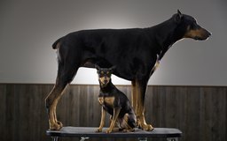 how often do you feed a puppy how often do newborn puppies eat care the daily puppy how often do you feed a puppy how often do newborn puppies eat care the daily puppy