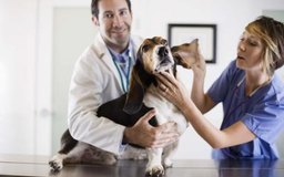 Jupiterimages/Brand X Pictures/Getty Images Los técnicos veterinarios ayudan a los veterinarios a examinar y tratar detalladamente a cada paciente.