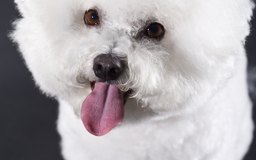 bichon stains dog dogs brown frise remove calf coat tear mouth saliva ears clean ear turning frises removal warmers baby