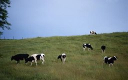 Brand X Pictures/Brand X Pictures/Getty Images Para comprobar la calidad de la vaca que compras, debes tener en cuenta su producción anual de leche, si es una vaca lechera, por ejemplo.
