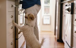 can dogs vanilla can dogs eat radishes care the daily puppy can dogs vanilla can dogs eat radishes care the daily puppy
