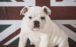 when do small breed puppies stop growing when do shiba inu dogs stop growing care the daily puppy when do small breed puppies stop growing when do shiba inu dogs stop growing care the daily puppy