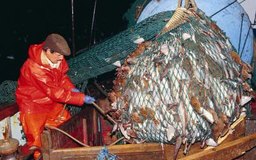 Stockbyte/Stockbyte/Getty Images Los pescadores de mar adentro pueden ayudar a componer el equipo y procesar el pescado mientras están en el mar.