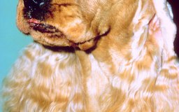 Prazosin For Dogs